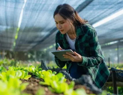 smart farmer or agronomist, using tablet checking quality, with organic farm fresh green vegetables products